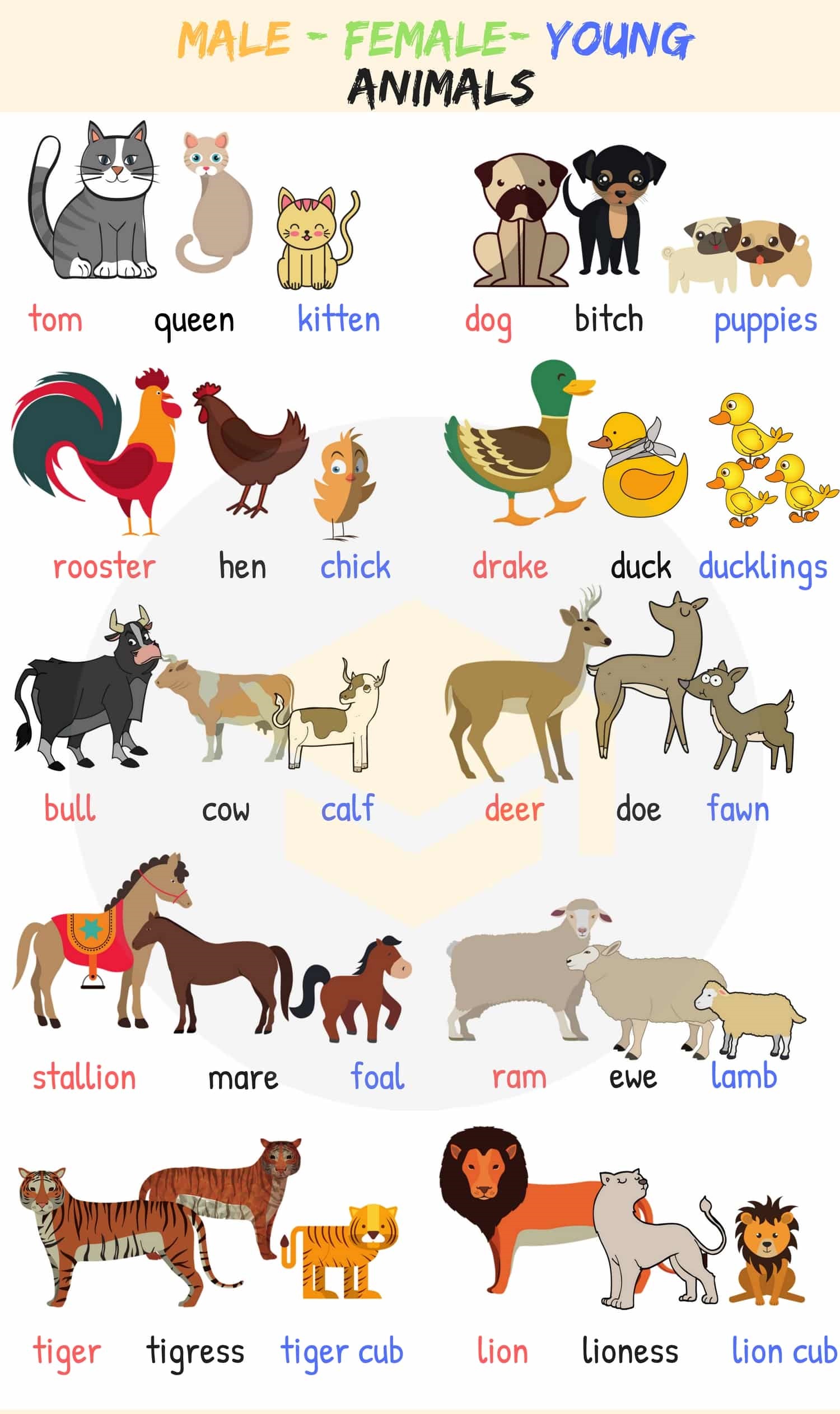 Learning English (Noun For Animals) – Soalan Ramalan UPSR PT3 SPM 2020